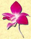 Orchid
