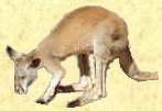 Kangaroo