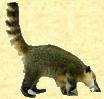 coatimundi