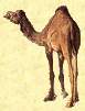 camel