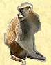 monkey