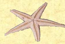Seastar