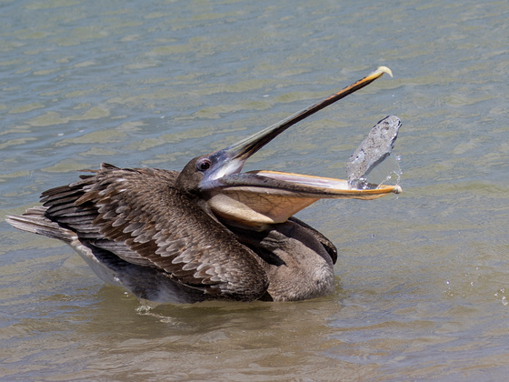 Brauner Pelikan auf Galapagos