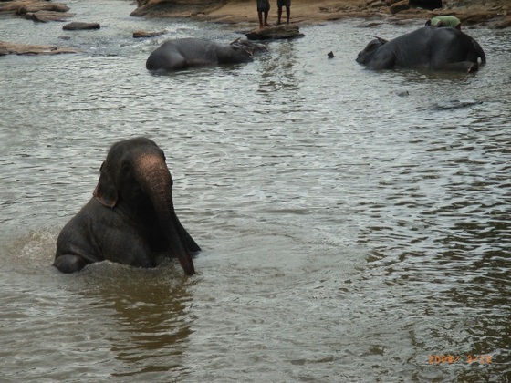 Bad der Elefanten
