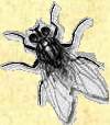 Fliege