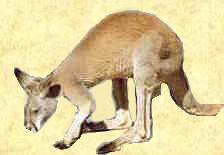 Kangoroos