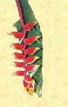 Blüte
