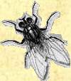 Fliege