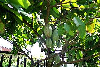 Kakaopflanzen