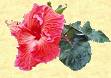 Blume