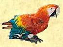 Parrod