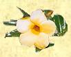 gelbe Blume