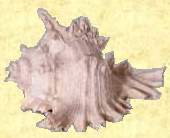 Muschel gro�
