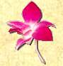 Orchid