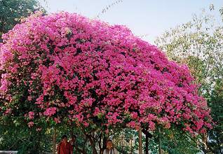 bourgonvila tree