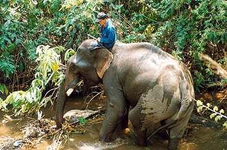 Elephant