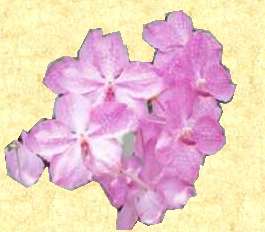 Orchid