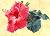 Hibiskus