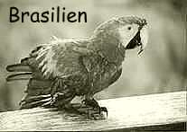 Brasilien, zum Reisebericht bitte anklicken
