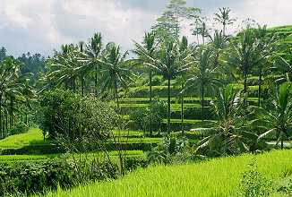 rice terraces