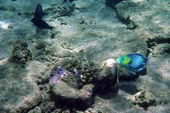 Amed, snorkeling