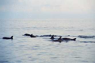 Lovina, "Dolphin-Watching"