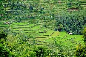 rice terrace
