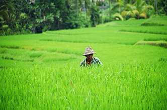 green rice terraces