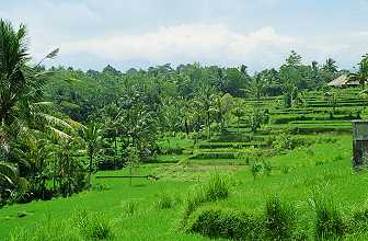 green rice terraces