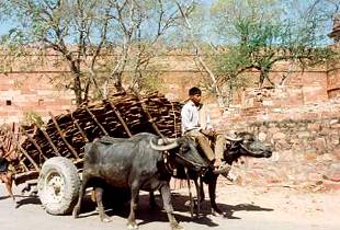 Ochsenkarren mit Kuhdung