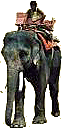 elefant-reiter