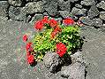 Lanzarote  -  Click for large image !