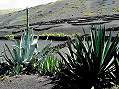 Lanzarote  -  Click for large image !