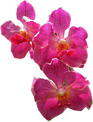 Orchid
