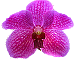 Orchid