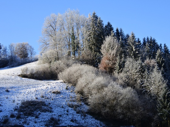 Morgenfrost