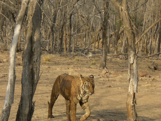 Tiger in Rajasthan