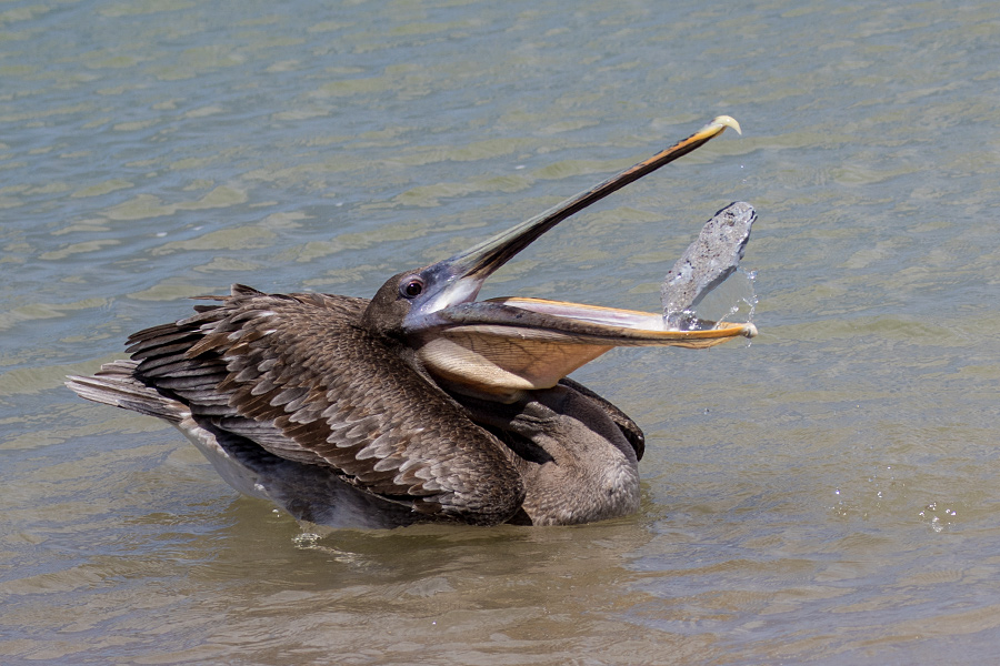 Brauner Pelikan auf Galapagos