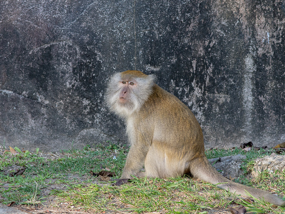 Affe auf Tioman Island