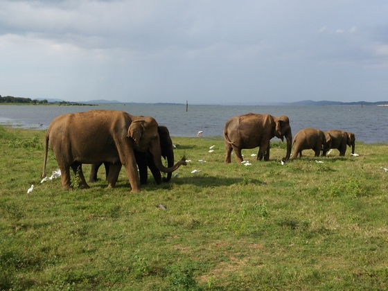 Sri Lanka Safari bei Dambulla