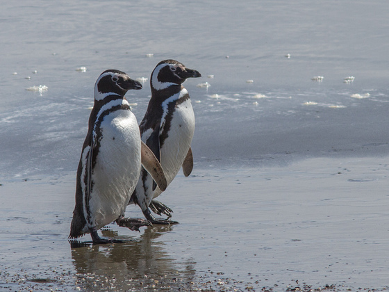 Magellan-Pinguine in Seno Otway