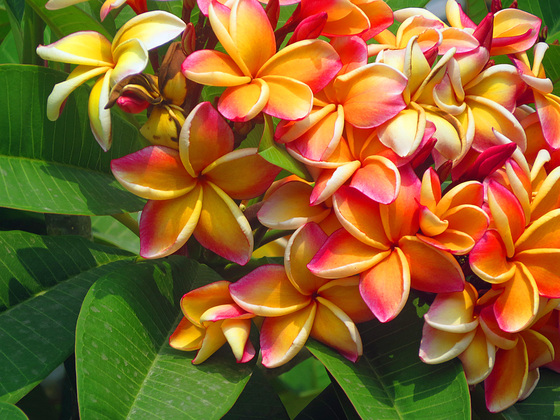 Blumen aus Thailand