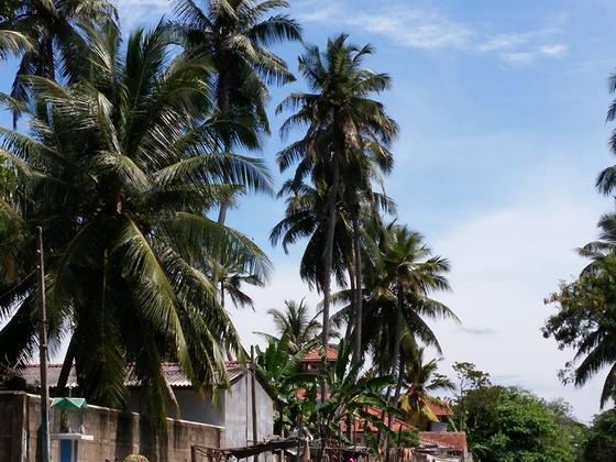 Kanaltour Negombo / Sri Lanka
