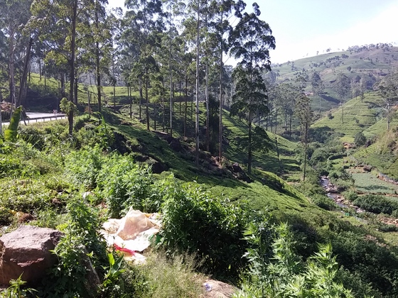 Teeplantagen, Sri Lanka