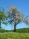Obstbaum, Mailing - zum Vergroessern bitte anklicken! - Click for large image!