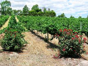  Barossa Valley