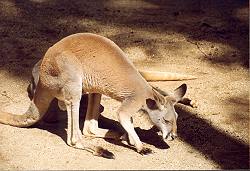 Kangoroo