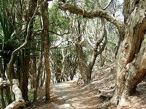 Noosa National Park, Costal track