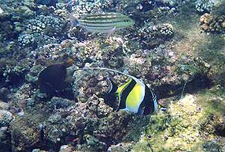 Amed, Unterwasserwelt