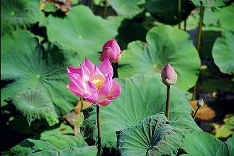 Ubud, Palace, Lotusblte